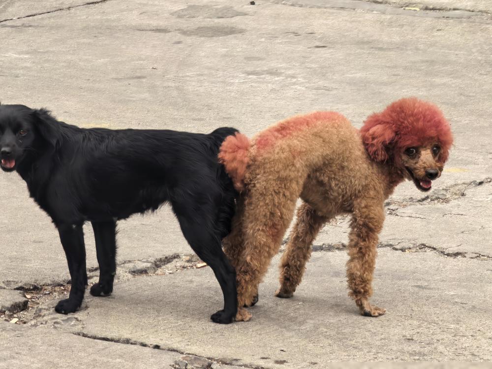 事实证明黄毛是不分物种的，染发的确实比较受欢迎。​这句话看着是句玩笑，但细想