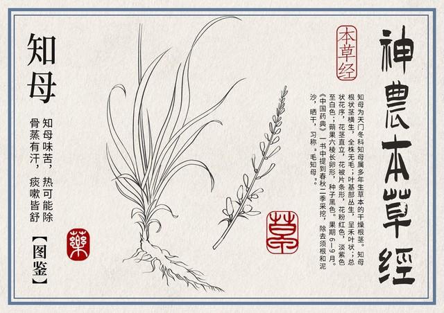 前列腺增生，【牛膝】蛮牛之力，攻克"癃闭"！牛的膝盖强劲有力，能撑起千斤之躯
