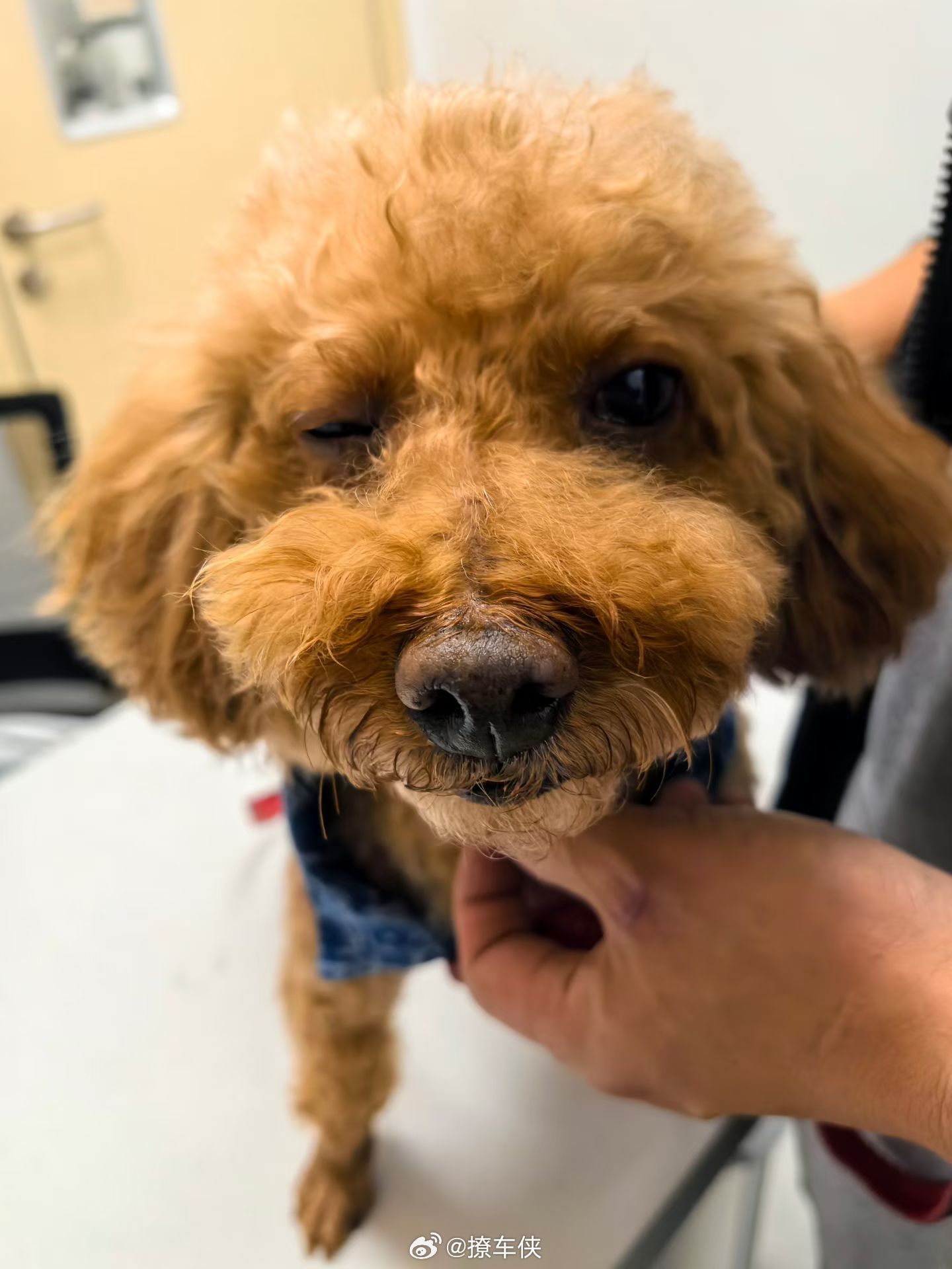 上大学那会，有几个人搞得动物保护协会，大冬天的把校园里的长毛流浪狗拉去宠物店洗剪