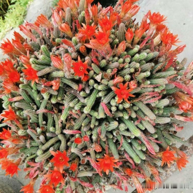 哇！你这盆开得也太热烈了吧，红通通的花把整个花盆都点亮了，太治愈啦✨ 这盆小可