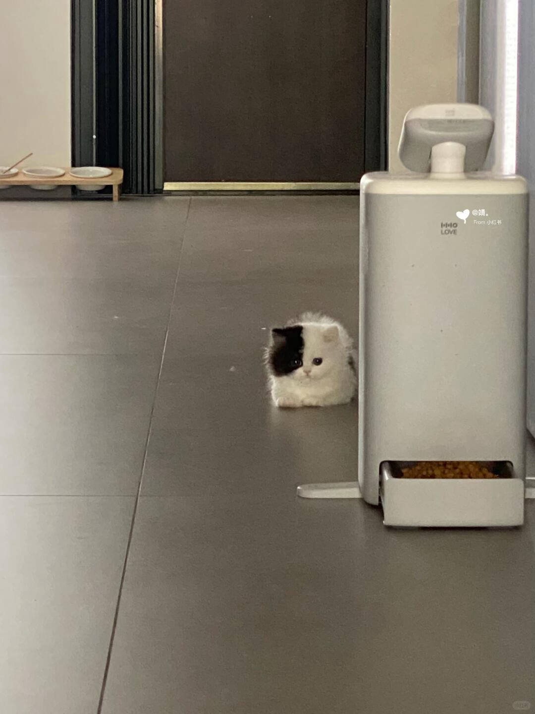 little咪​​​