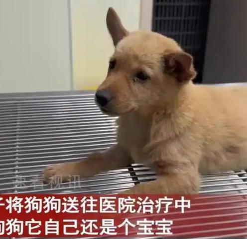 泪目！广东惠州，一只小狗为了替小主人挡下毒蛇攻击，挺身上前撕咬毒蛇反被咬，之后，