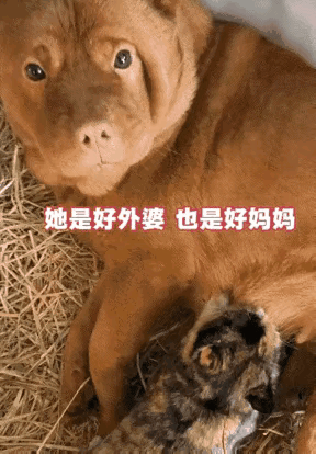 这狗子也太暖心了吧！本来以为只是养了只猫，没想到直接多了一窝“猫外孙”。