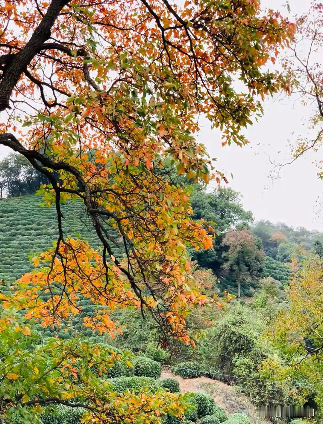 杭州龙井村的茶山黄了！深秋限定美景太绝了家人们谁懂啊！龙井村的茶山一到秋天