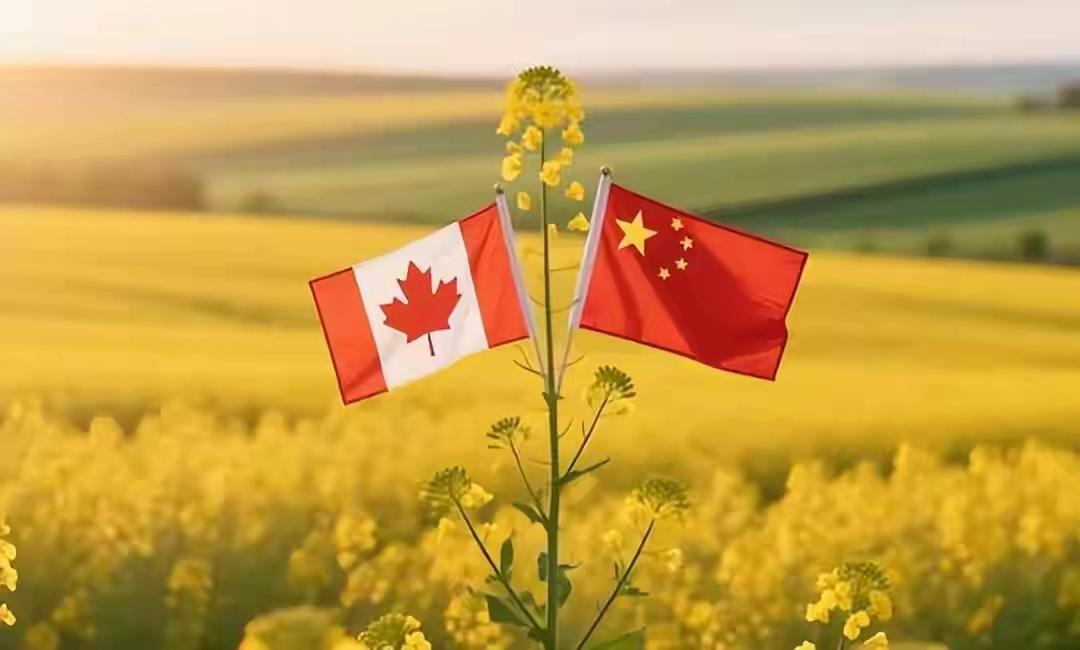 加拿大总理卡尼，在特朗普关税大捧下，突然变脸，禁止加拿大与中国签署协定，没有过几