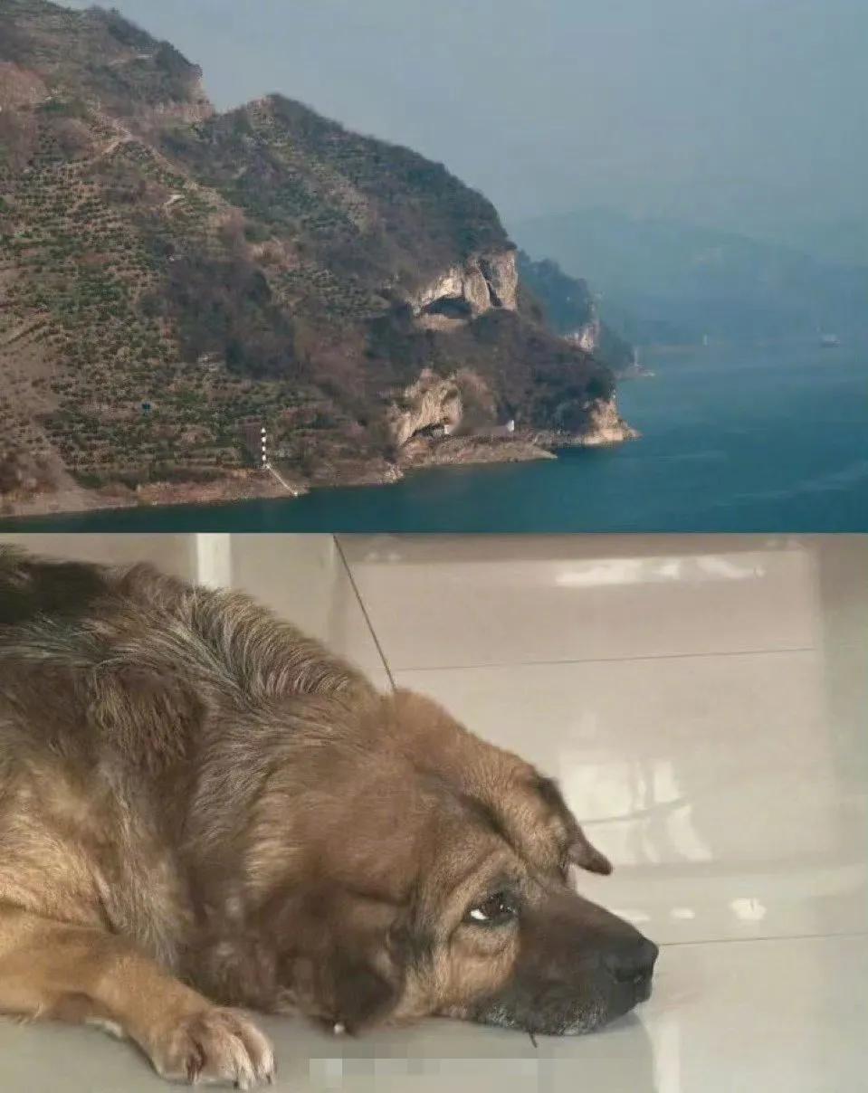 据说这是湖北宜昌秭归县狗狗山​​​，还真有几分神似。