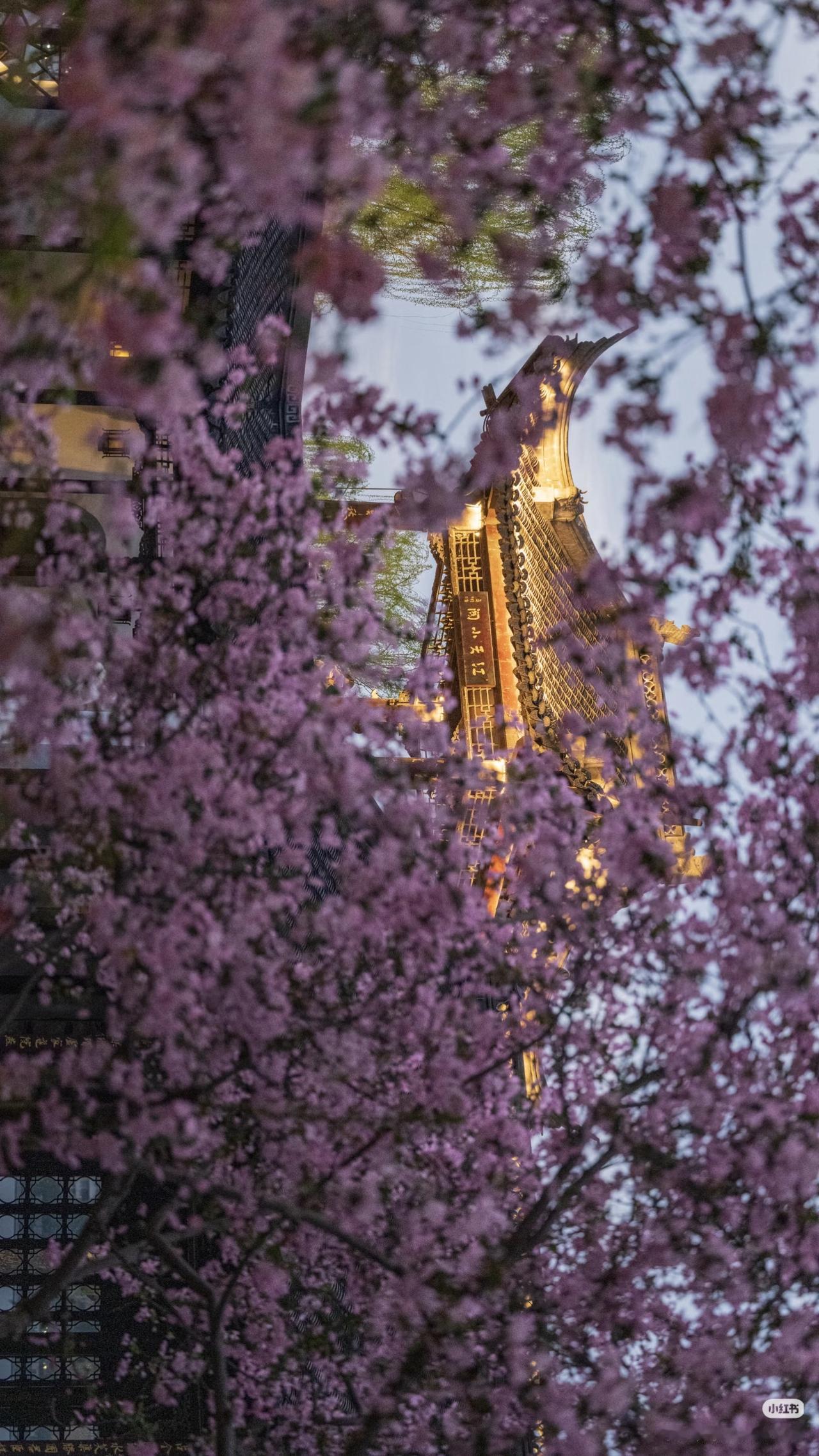 南京莫愁湖！海棠开爆了盛开的海棠一整排垂下来像粉色瀑布一样往下倾风一吹，