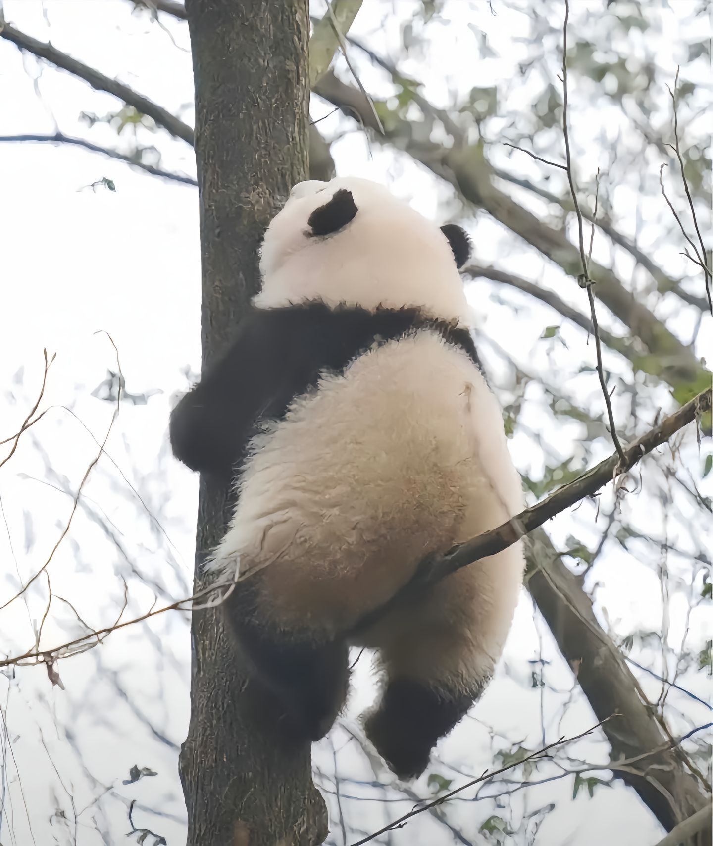 天呐～树上长出来了黑白汤圆