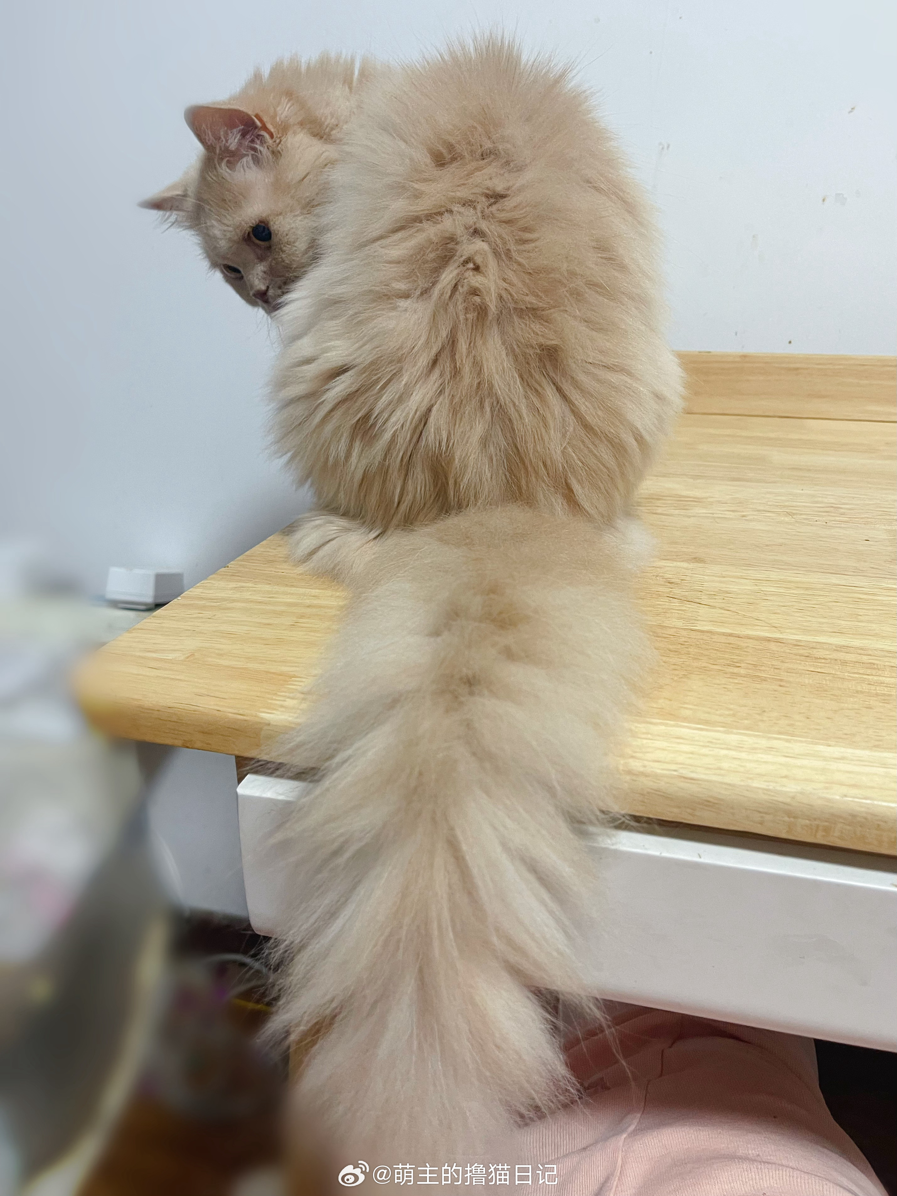 小猫咪这大尾巴好撩人[抱抱]​​​