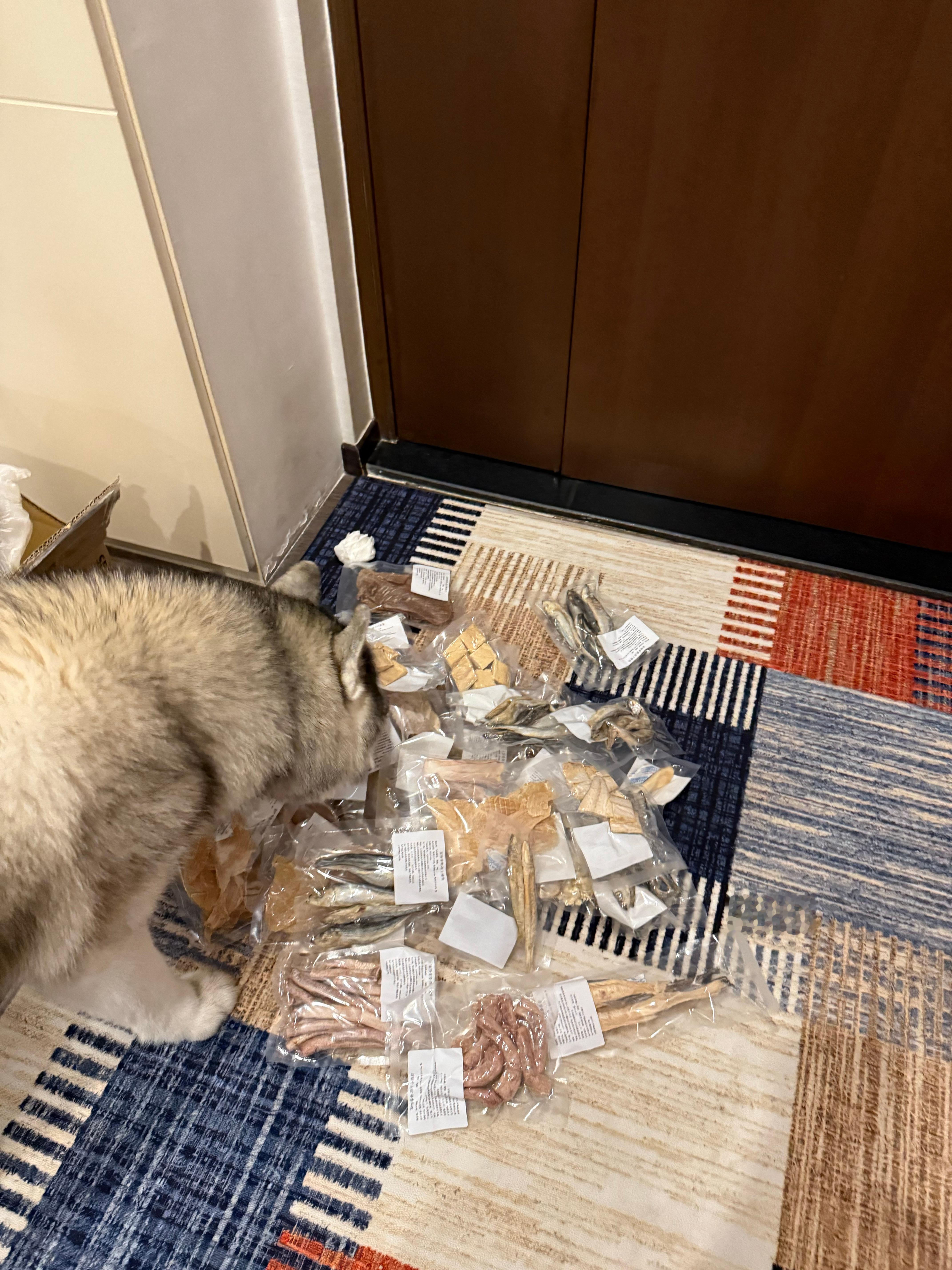 哈士奇过年了能吃一年吧