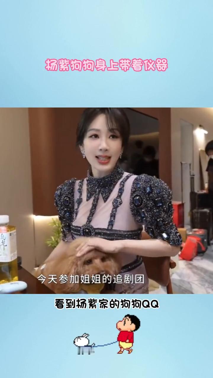 杨紫狗狗身上带着仪器。还是第一次听说狗狗也会得糖尿病。看到杨紫家的狗狗QQ，身
