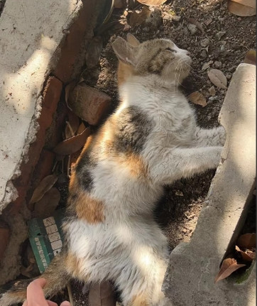 流浪猫咋喊都没动静，旁边有人说，是被个奶奶打死的