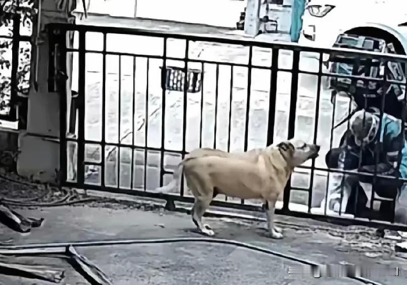 外卖小哥接到一份给狗送餐的订单，来到指定地点后，看到一只大型犬正饿得在院子里团团