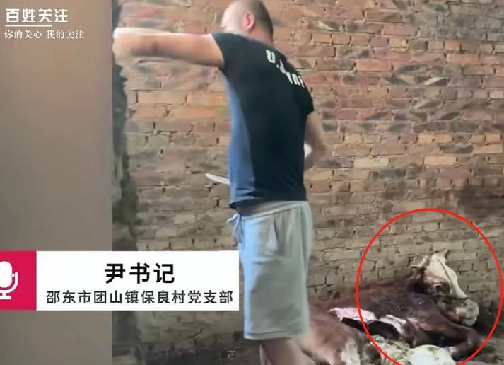 湖南邵阳，尹女士家的8头西门塔尔牛，一夜之间6头惨死，2头奄奄一息！这可不是普通