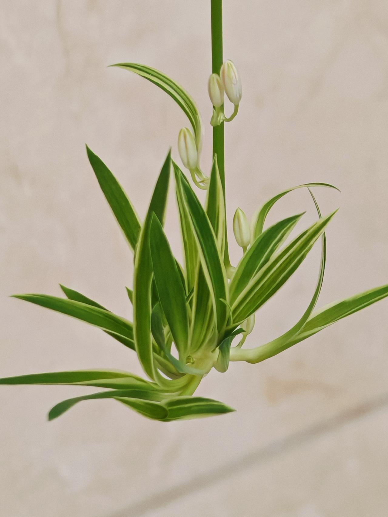 与痛风斗争的历程99早上起床，窗外天气晴朗，气温却低得反常，手机显示