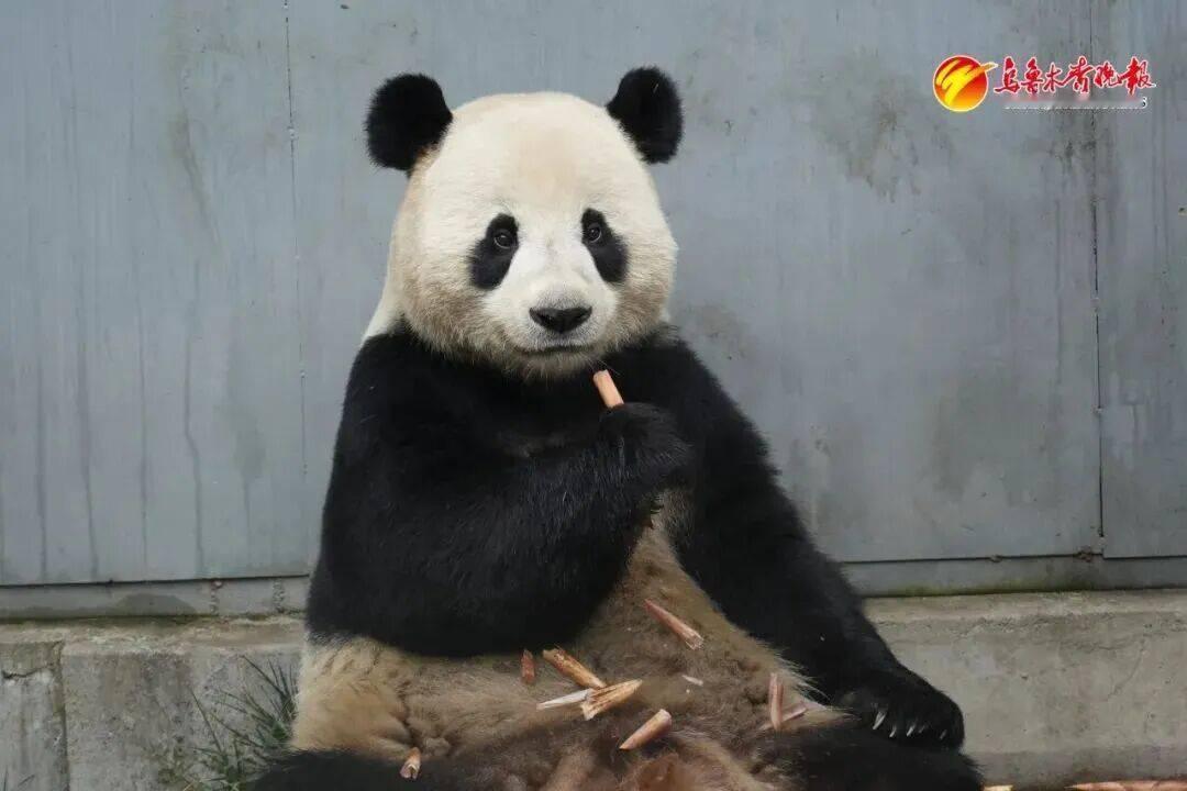 《“国宝”驾到！乌鲁木齐大熊猫即将见面，网友：这排面拉满》入住乌鲁木齐的大熊