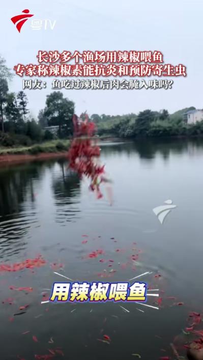 一天喂1万斤辣椒？11月6日报道，长沙一鱼塘主每日给鱼喂辣椒，朝天椒、小米椒都有