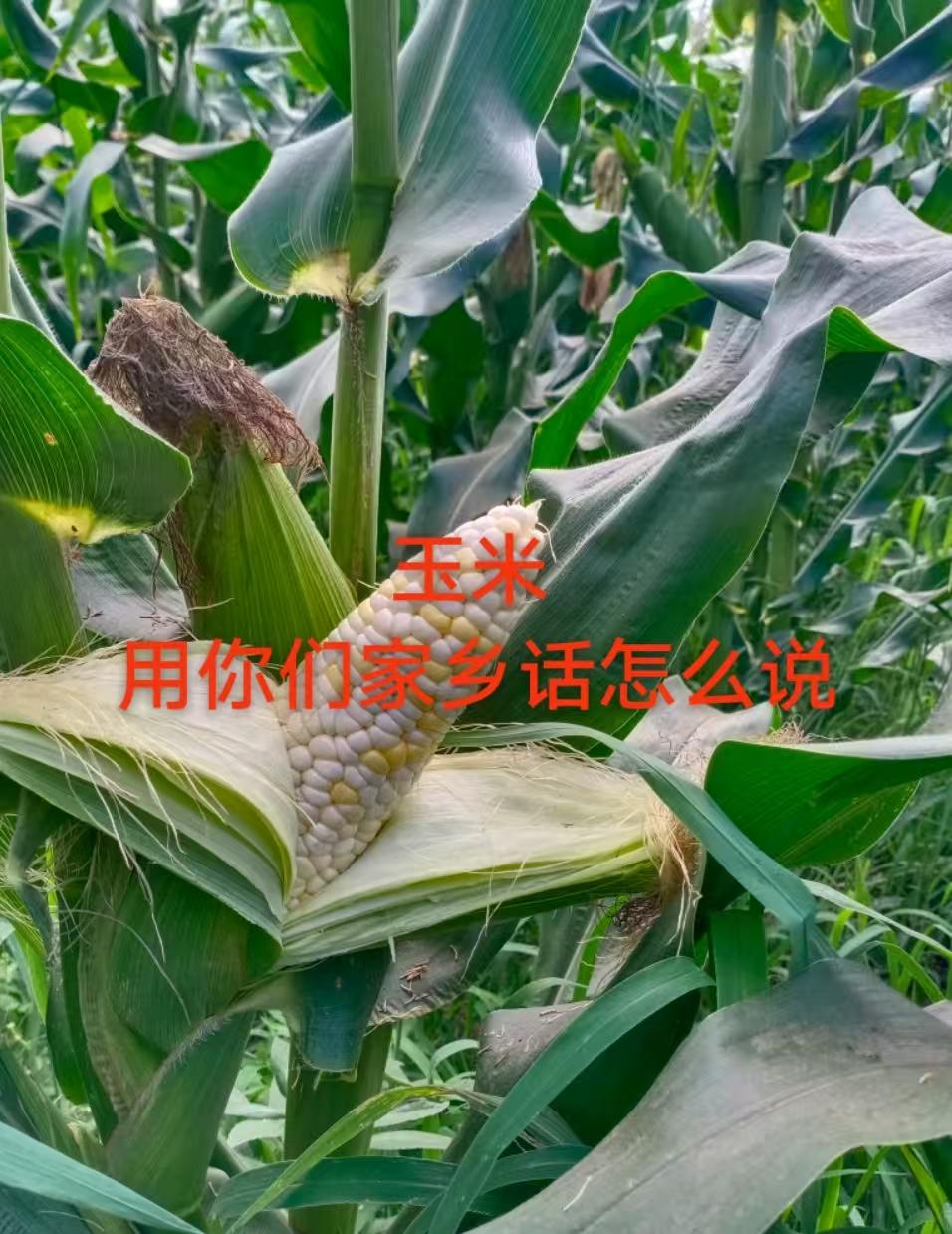 在潮汕地区，玉米叫做幼米仁。那么你们都是怎么叫的呢？