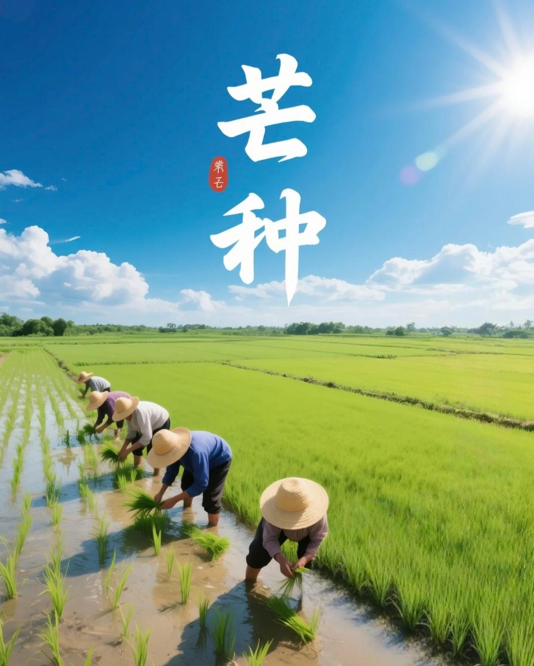 芒种至，盛夏初启，田间麦熟、秧苗待栽，是一年最忙碌的农时。南风拂面，榴花盛放，布