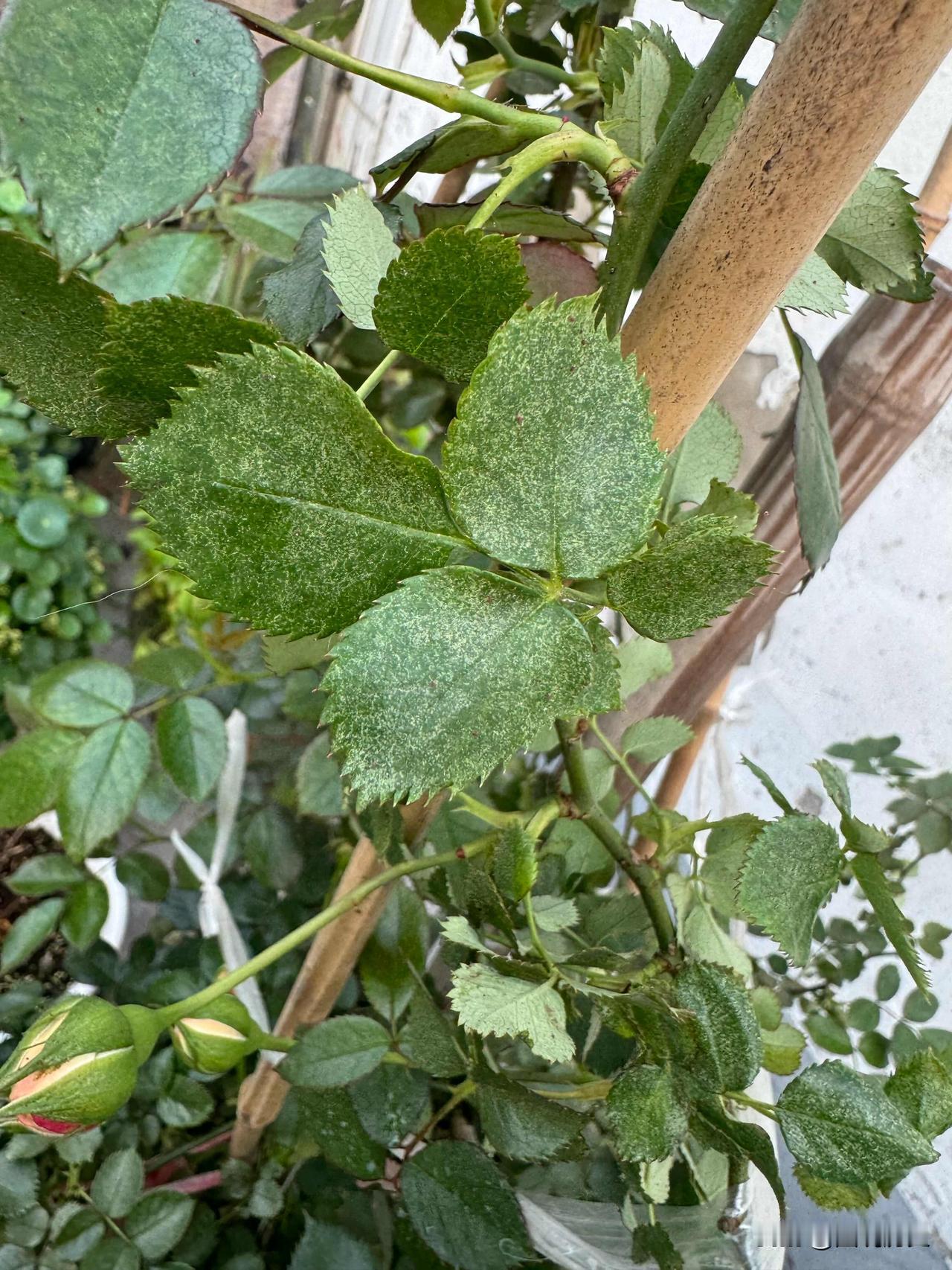 你们家月季有这样的么？大家看一下你们家月季有这样的么？今天有粉丝问我，说她的