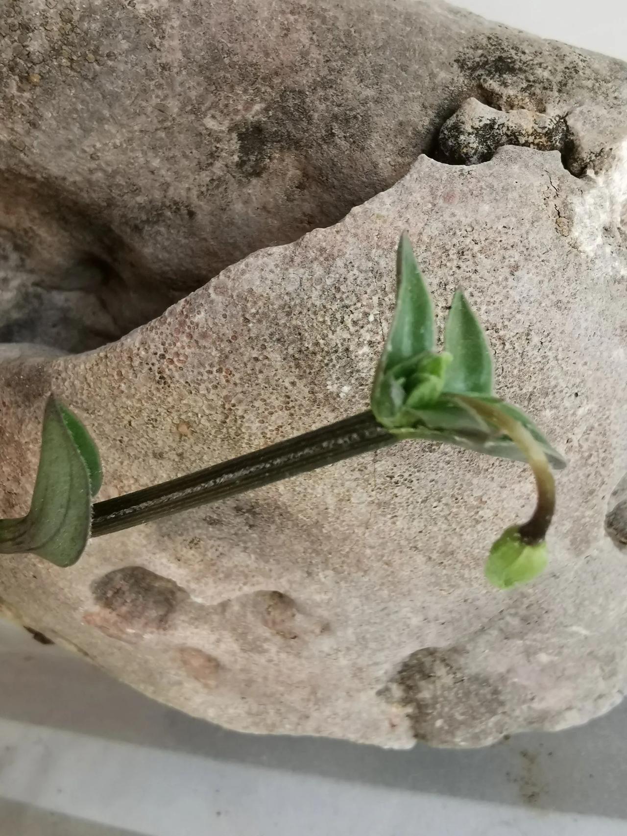 又到这个花的开花季节，它只开一天，比昙花的开放时间长了一些。说它是花有些牵强，它