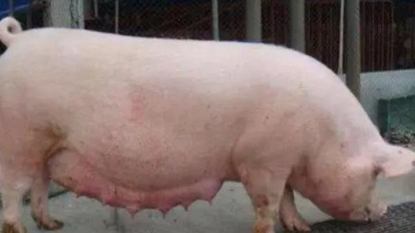 如何通过观察母猪乳房、阴户和行为变化,判断其是否即将分娩?