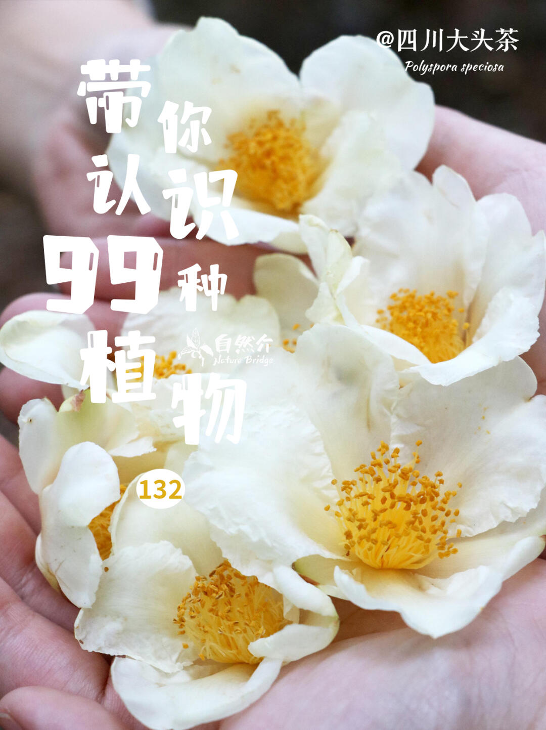 带你认识99种植物