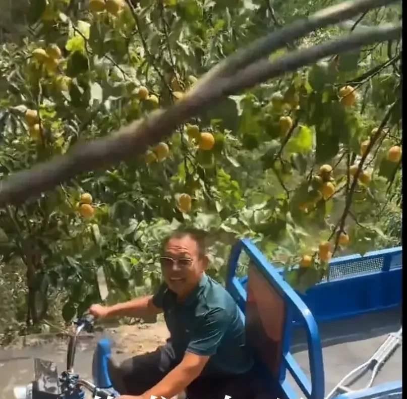 太逗了！6月17日，女子在果园里偷杏子吃，大叔路过，也摘了一个，女子以为大叔跟她