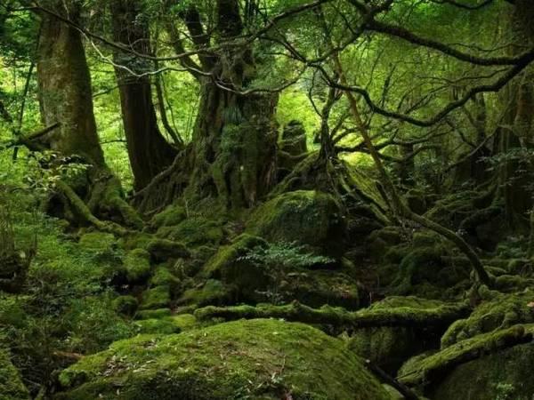 拥有悠久的历史和丰富的自然风光,珍珠群岛位于太平洋沿岸的巴拿马