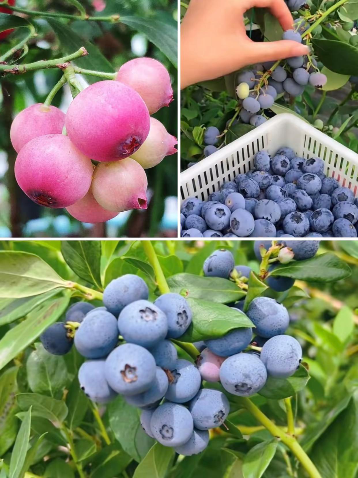 蓝莓种植禁忌，90%死苗都是踩了这些坑。新手种蓝莓总黄叶、僵苗、不结果？其实根本