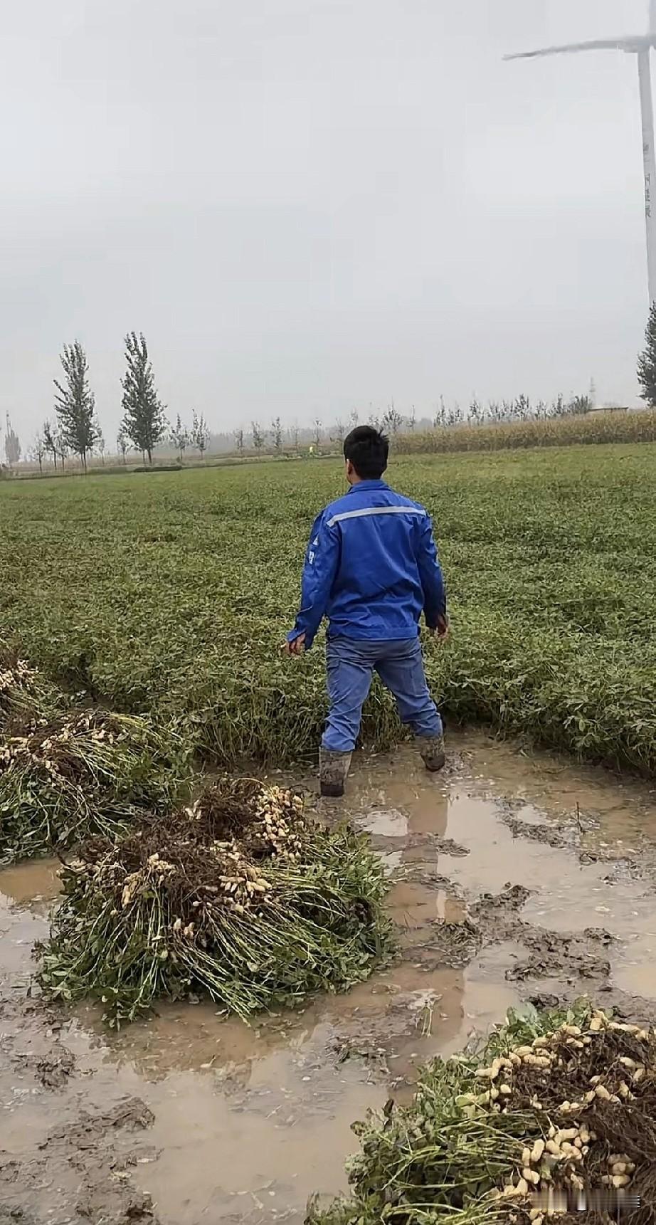 此时的女婿看着这块花生地离婚的心都有！