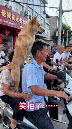 笑抽了……家中地位可见一斑！尤其俩腿儿倒腾那几下，把人眼泪都笑出来了，这