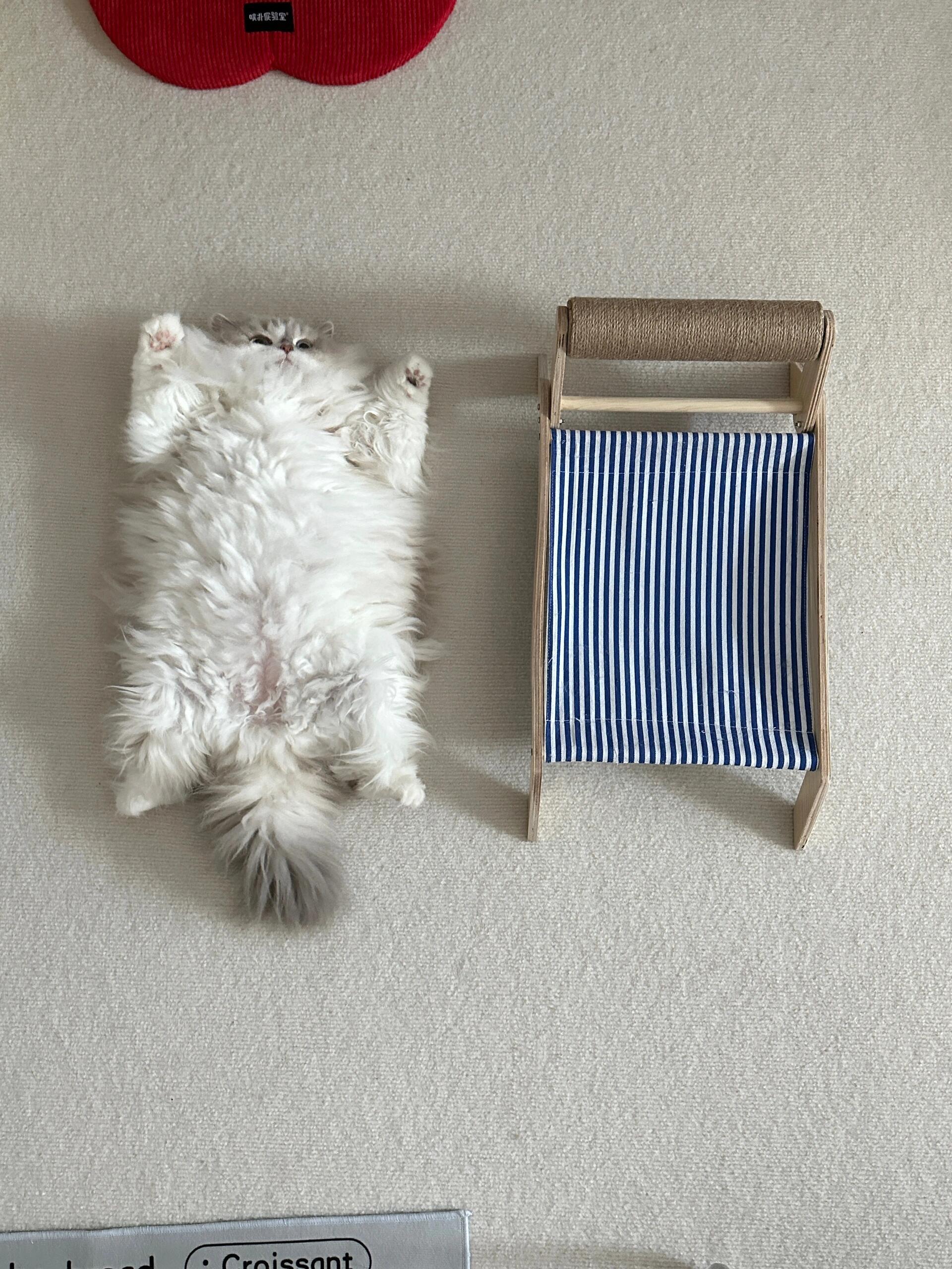一张猫毯​​​