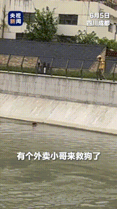 上央视了！成都东风渠，一只金毛快被河水吞没。岸边外卖小哥甩出软水管，金毛本能一口