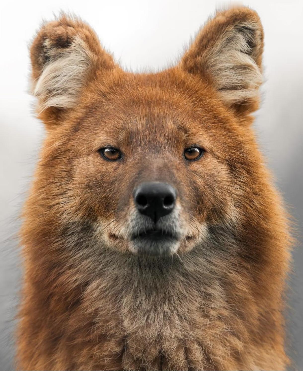 野猪杀手现身青海德令哈！20分钟就能啃完一头野猪！12月2日，青海德令哈林草局工