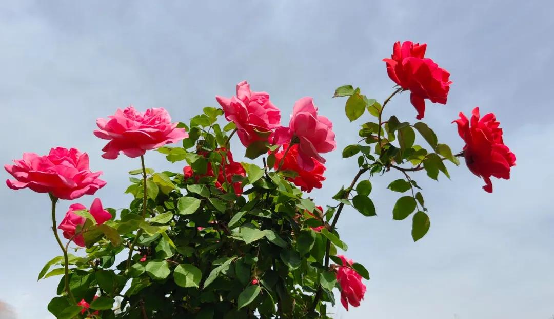 玄学提醒：1.属鼠的别往南跑，火克水，去了也是白给，容易碰一鼻子灰。2.属牛