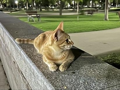 谁能想到，猫咪与人类的跨物种情感超乎想象。他是我找猫咪期间认识的流浪猫，一