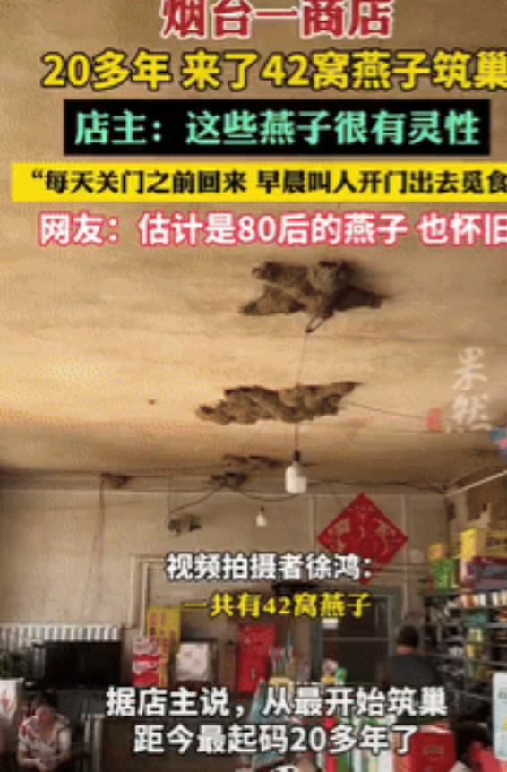 太有灵性了！6月21日山东烟台，女子开店20多年，发现一件稀奇事，这么多年来，总