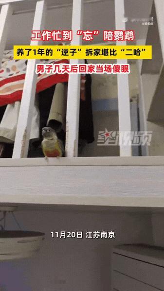 南京有个养鹦鹉的大哥最近遇到糟心事。他以前天天陪鹦鹉玩，给玩具说话，鸟儿也挺听话