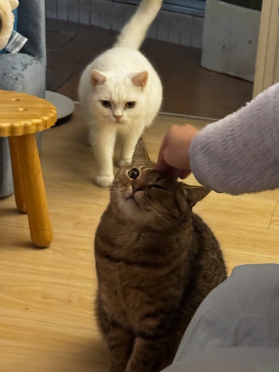 萌宠搓搓猫猫头，万事不用愁