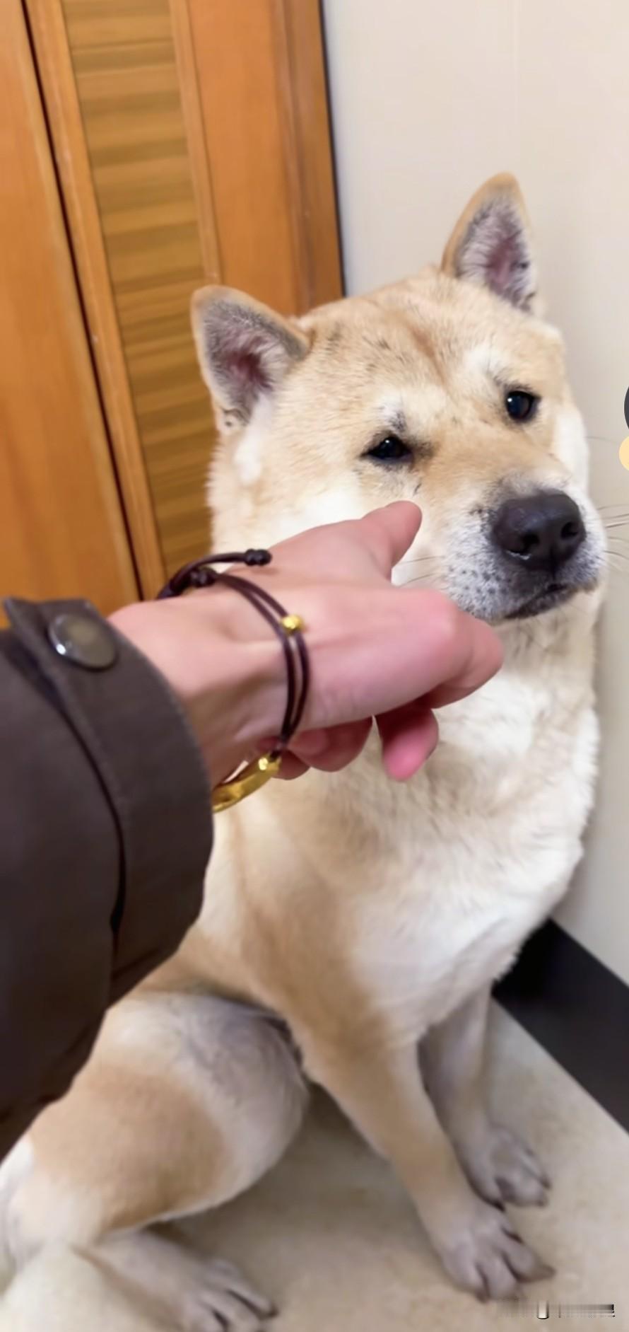 大冬天，狗狗跑出去玩了一整天都没回来。女主人赶忙跑出去找它，找了好几个小时也没找