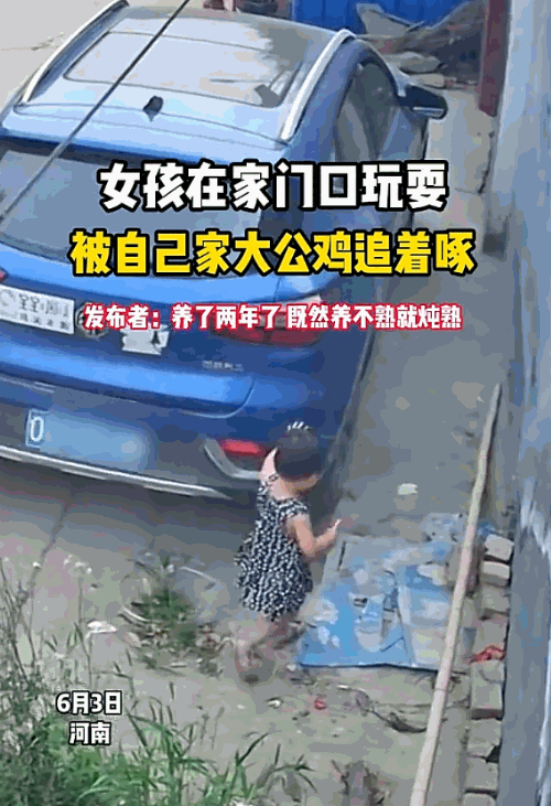 养不熟就炖熟！河南，一只大公鸡毫无征兆地飞扑向一名幼童，孩子吓得魂飞魄散，尖叫奔