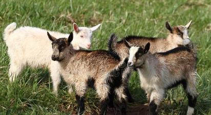 辽宁大连，一对90多岁老夫妻，3000元卖了4只羊，可却没收到钱，但60多岁收羊