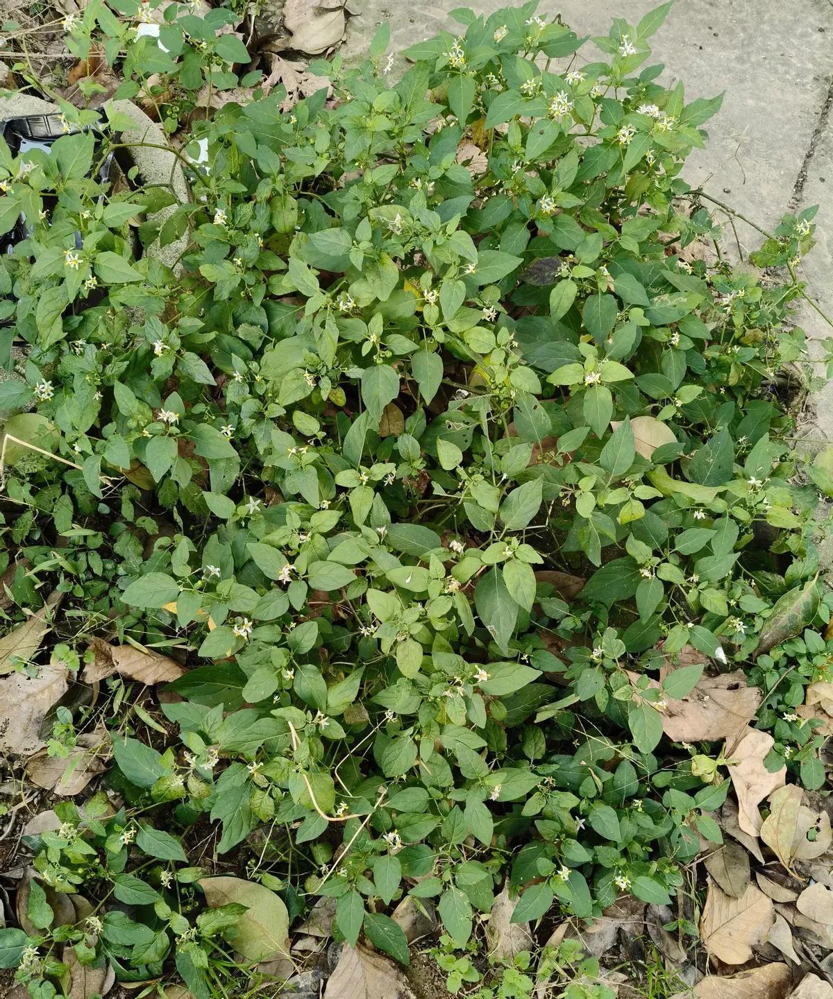 女子刷到老公和别人的暧昧记录，当场炸锅，吵完男人直接拎包走人，房租生活费全停，她