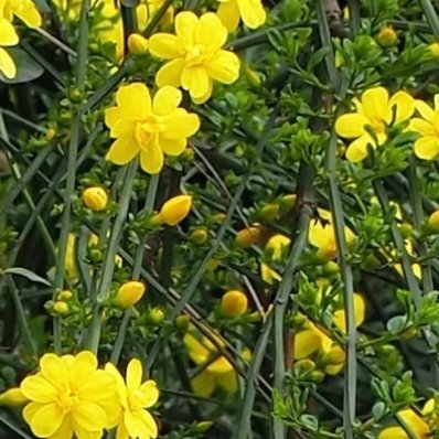 1100种植文案迎春花的种植方法一、土壤迎春花对土壤的要求不是很高，选择轻壤土