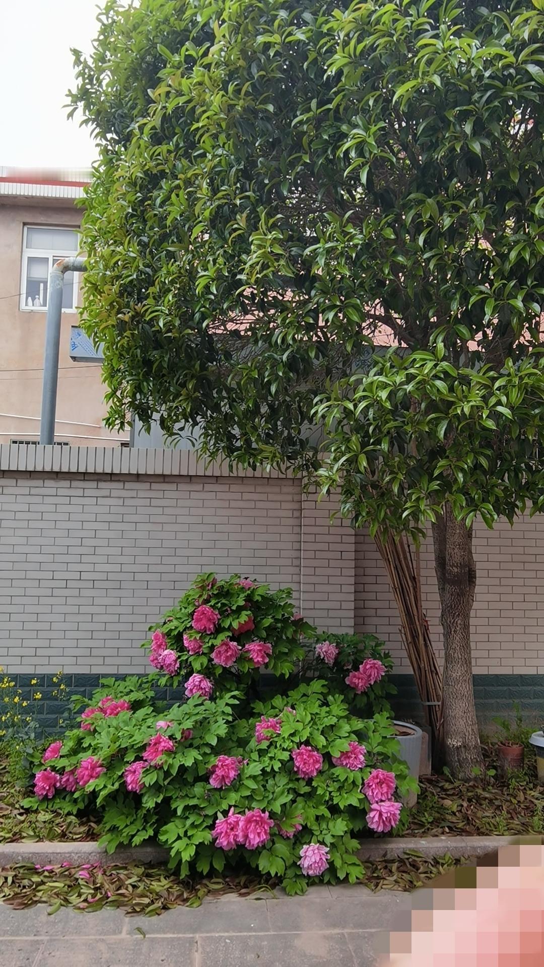 [烟花][烟花]外出自驾游玩了一周，忙碌之中稍感疲惫。回来后休息了一天，今天下午