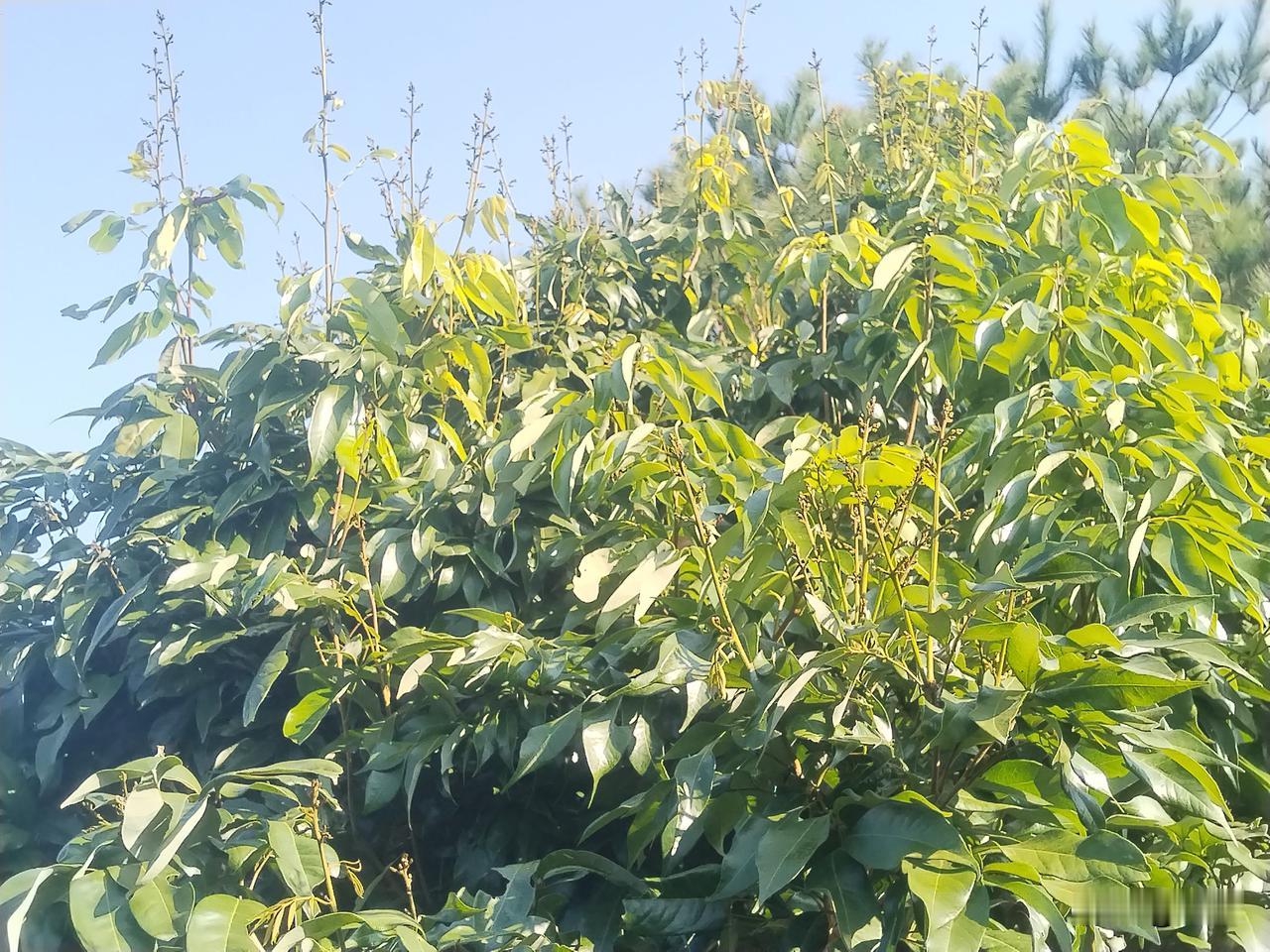 荔枝叶后花控梢，务必谨慎操作！近日，在朋友圈、抖音等平台看到不少人分享，因控