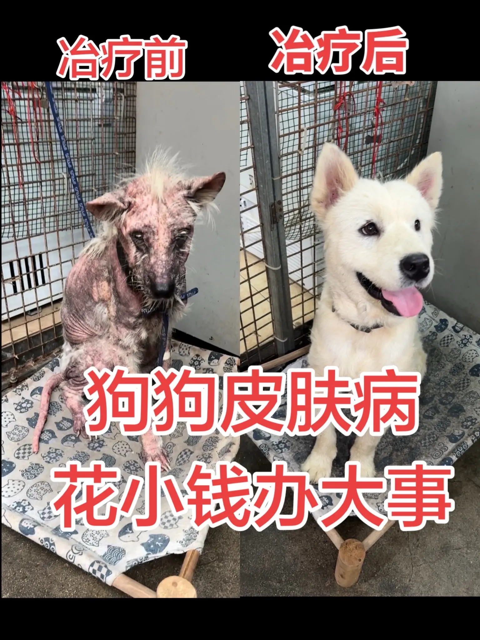 感谢大家对我们冶疗狗狗皮肤问题的支持与认可，虽然我们不是医生，我们比医...