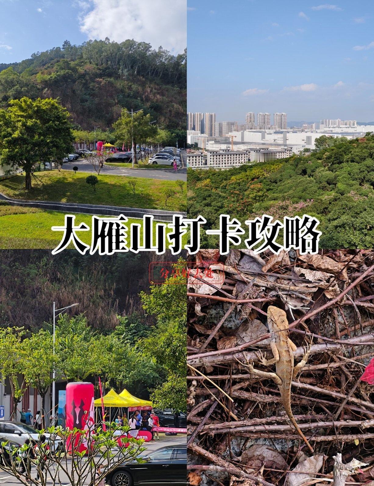 深圳大雁山保姆级游玩指南｜承包所有出片机位！📍深圳大雁山森林公园深圳光明