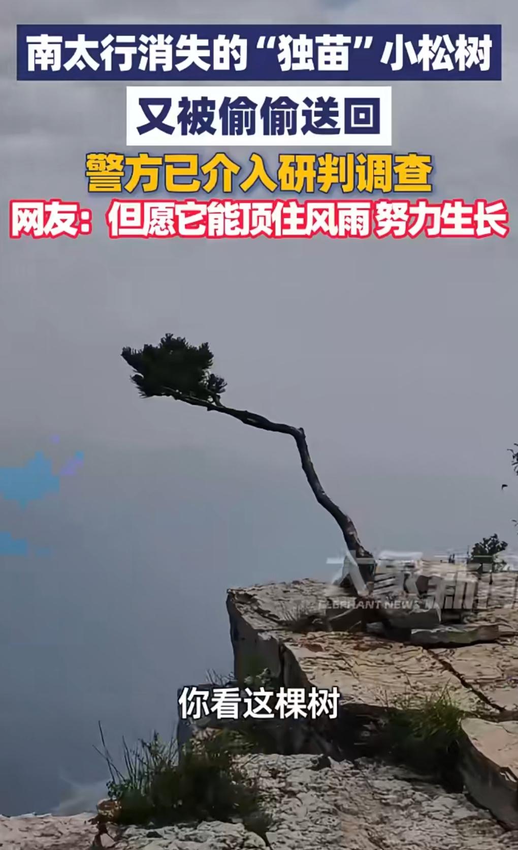 消失的它。近日，南太行有一棵松树被人给偷走了。此事引发关注后，5月20日，